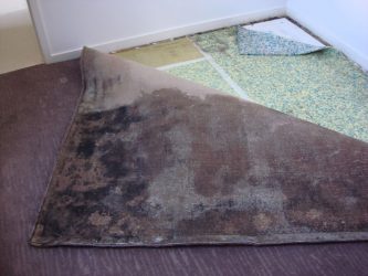 mould on carpet
