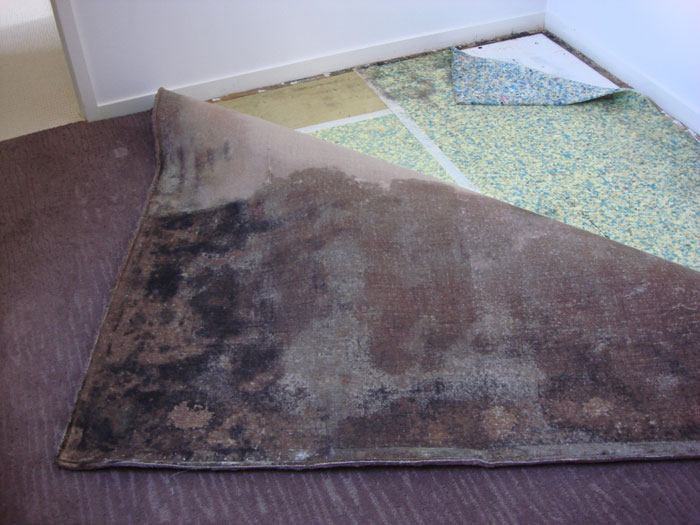 mould on carpet