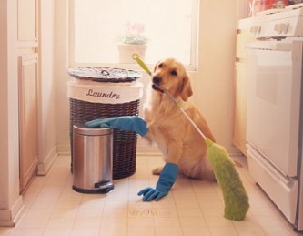 cleaning pet hair