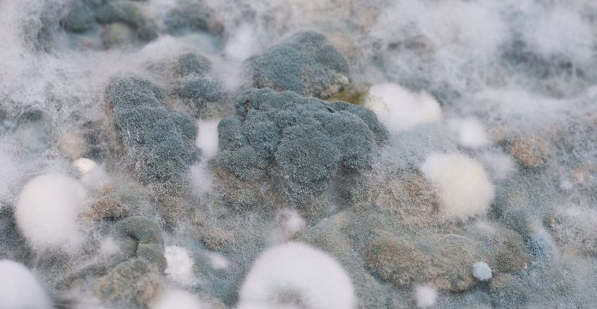 dealing with mould
