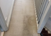 carpet-clean